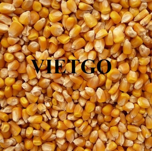 Cơ hội cung cấp mặt hàng hạt ngô vàng sang thị trường Ai Cập