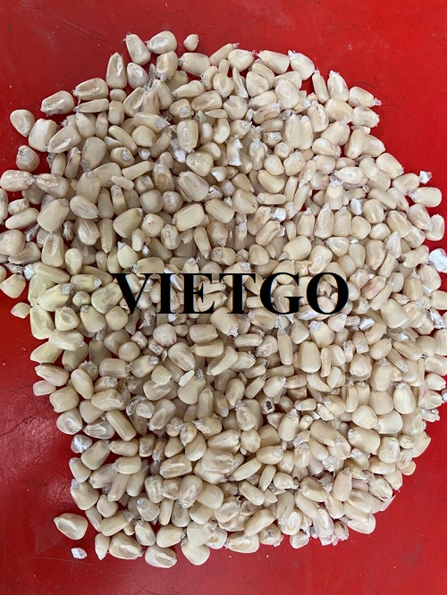 Cơ hội hợp tác xuất khẩu ngô hàng tháng sang thị trường Bồ Đào Nha