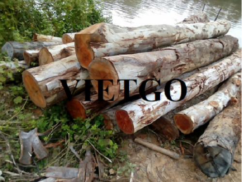 Thương vụ xuất khẩu gỗ bạch đàn tròn sang thị trường Trung Quốc