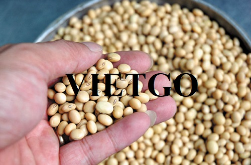 Cơ hội hợp tác với vị khách hàng người Ai Cập cho đơn hàng nhập khẩu đậu nành