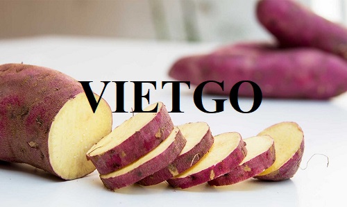 Cơ hội hợp tác xuất khẩu khoai lang sang thị trường Mỹ đầy tiềm năng