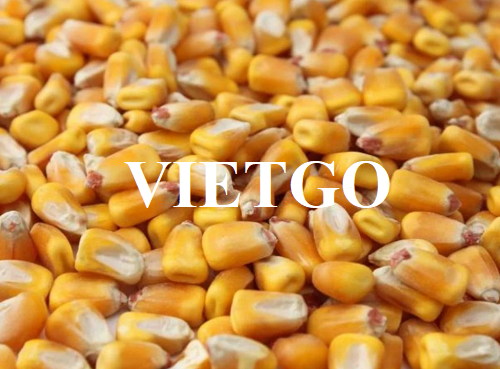 Cơ hội hợp tác xuất khẩu ngô vàng hàng tháng sang thị trường Malaysia