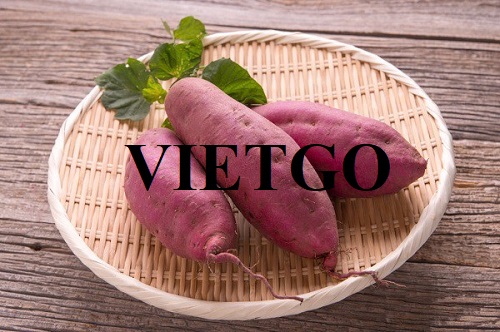 Thương vụ hợp tác với doanh nghiệp Việt Nam cho đơn hàng xuất khẩu khoai lang sang thị trường Hàn Quốc