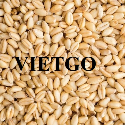 Thương vụ xuất khẩu lúa mì sang thị trường Ai Cập