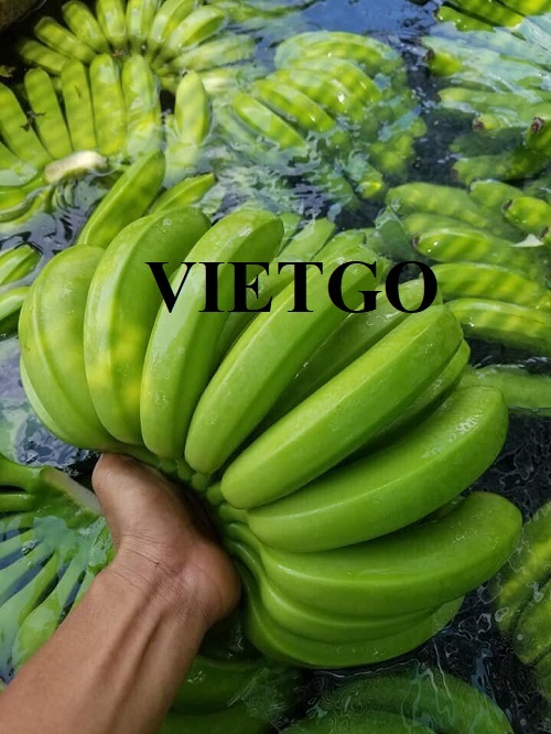 Cơ hội trở thành nhà cung cấp cho đơn hàng xuất khẩu chuối sang thị trường Trung Quốc