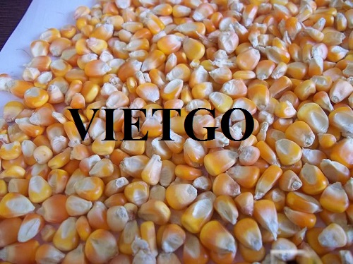 Thương vụ xuất khẩu ngô vàng hàng tháng sang thị trường Trung Quốc