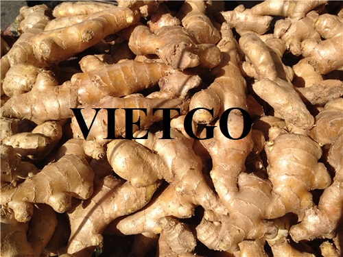 Cơ hội hợp tác với doanh nghiệp tại Oman cho đơn hàng xuất khẩu sản phẩm gừng