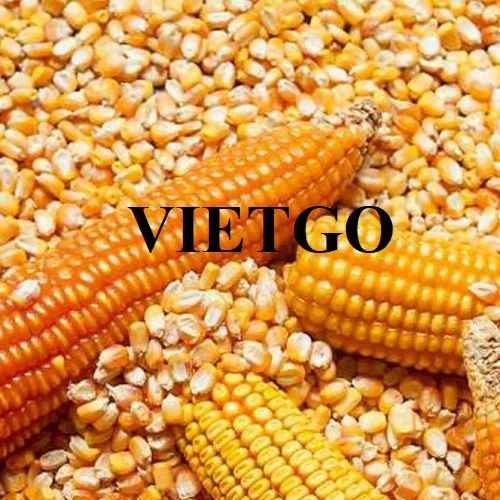 Cơ hội hợp tác xuất khẩu ngô sang thị trường Trung Quốc