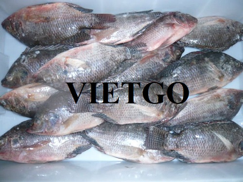 Thương vụ xuất khẩu cá rô phi sang thị trường Bỉ