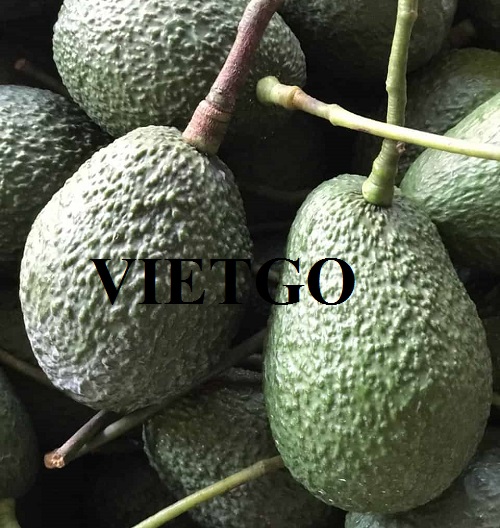 Thương vụ hợp tác với doanh nghiệp Dubai cho đơn hàng xuất khẩu quả bơ