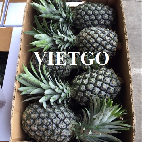 Thương vụ hợp tác với doanh nghiệp Dubai cho đơn hàng xuất khẩu dứa tươi