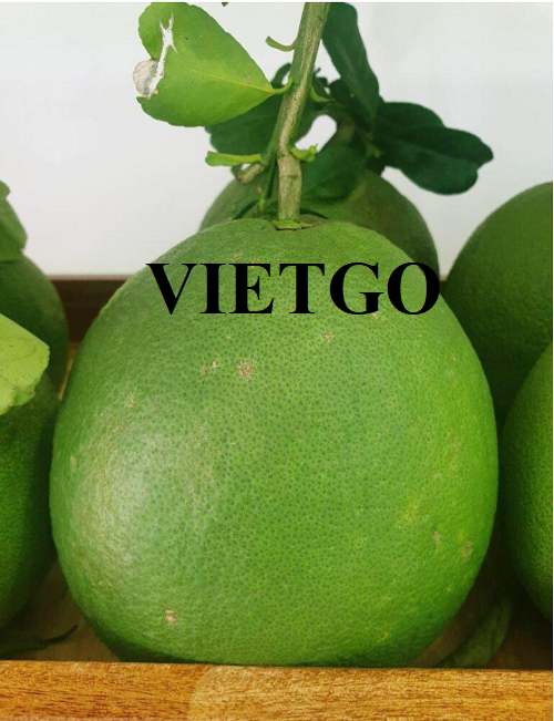 Cơ hội hợp tác với doanh nhân Việt Nam cho đơn hàng xuất khẩu bưởi với số lượng lớn sang thị trường Campuchia và Thái Lan
