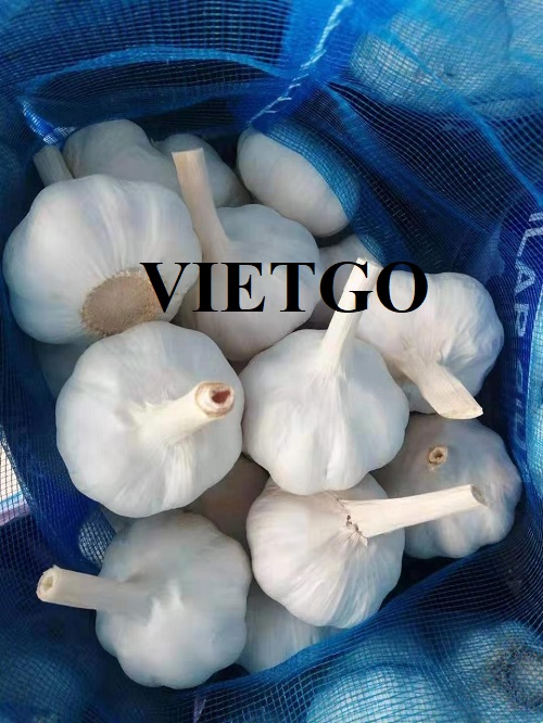 Cơ hội hợp tác với vị khách hàng người Ấn Độ cho sản phẩm tỏi