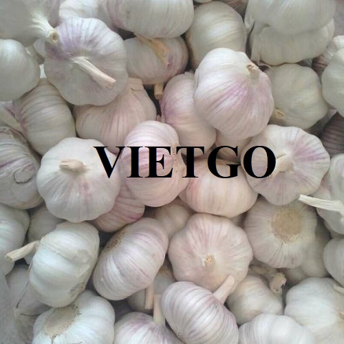 Cơ hội hợp tác với doanh nghiệp tại Ấn Độ cho đơn hàng xuất khẩu tỏi trắng