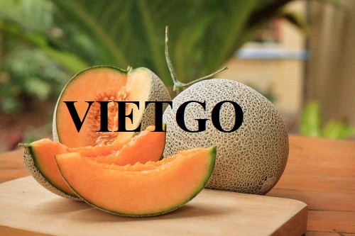 Thương vụ xuất khẩu dưa lưới sang thị trường Oman