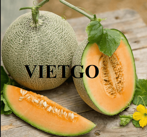 Thương vụ hợp tác xuất khẩu dưa lưới sang thị trường Brazil