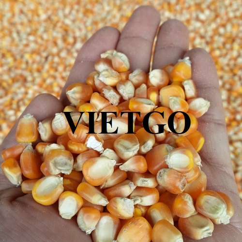 Cơ hội xuất khẩu sản phẩm ngô vàng đến thị trường Malaysia