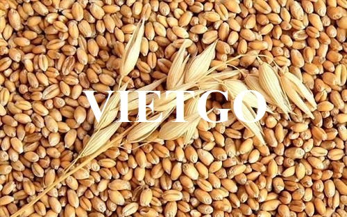 Thương vụ xuất khẩu lúa mì đến từ vị khách hàng người Thổ Nhĩ Kỳ