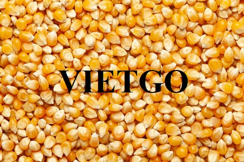 Thương vụ hợp tác xuất khẩu ngô vàng sang thị trường Thổ Nhĩ Kỳ