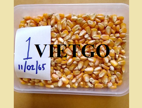 Thương vụ xuất khẩu ngô vàng số lượng lớn sang thị trường Trung Quốc