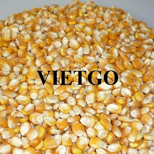 Cơ hội hợp tác xuất khẩu ngô vàng dài hạn đến thị trường Trung Quốc