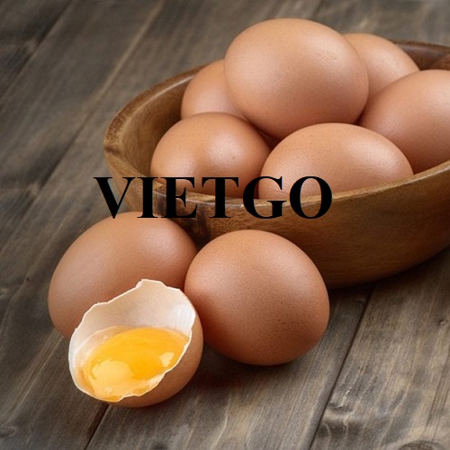 Cơ hội hợp tác xuất khẩu trứng gà sang thị trường Qatar