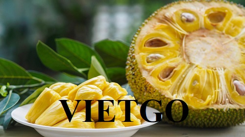 Thương vụ hợp tác xuất khẩu mít sang thị trường Trung Quốc