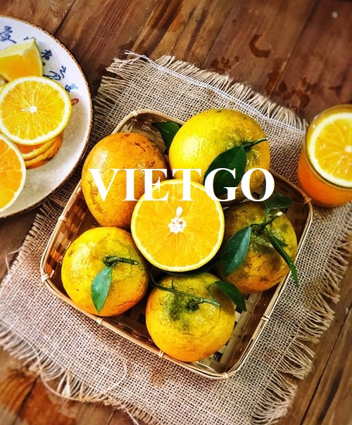 Thương vụ hợp tác xuất khẩu cam tươi sang thị trường Trung Quốc