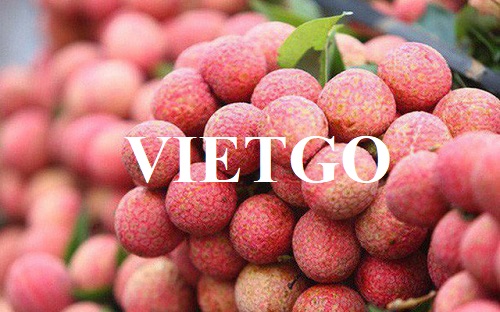 Cơ hội hợp tác xuất khẩu vải thiều sang thị trường Hà Lan