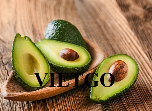 Cơ hội cung cấp quả bơ tươi cho đối tác đến từ Ai Cập