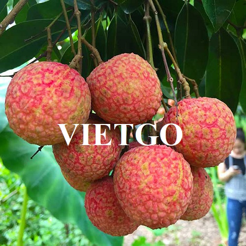 Thương vụ xuất khẩu quả vải sang thị trường Anh và Mỹ