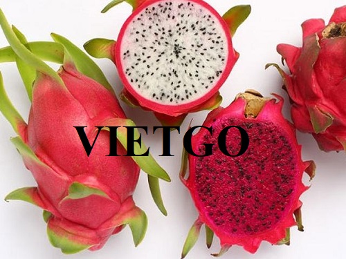 Đối tác Việt Nam cần tìm nhà cung cấp cho đơn hàng xuất khẩu thanh long sang thị trường Nhật Bản