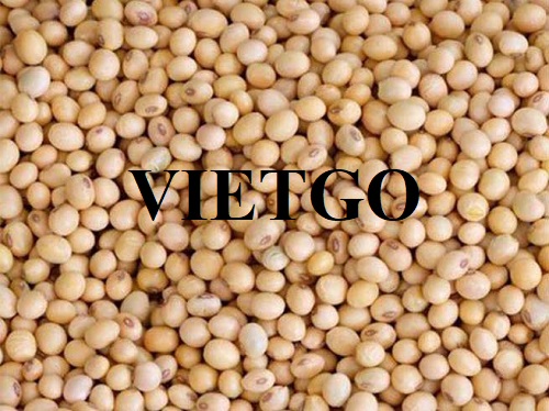 Cơ hội hợp tác xuất khẩu đậu nành hàng tháng sang thị trường Trung Quốc