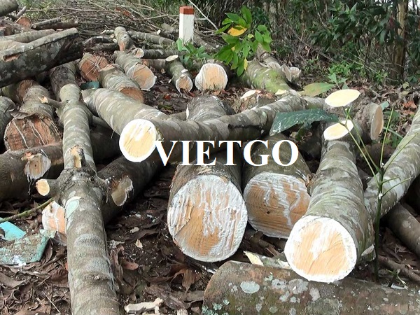 Đối tác người Malaysia dự kiến nhập khẩu gỗ cao su tròn cho dự án sắp tới