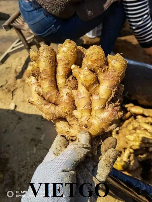 Cơ hội xuất khẩu gừng tươi sang thị trường Yemen