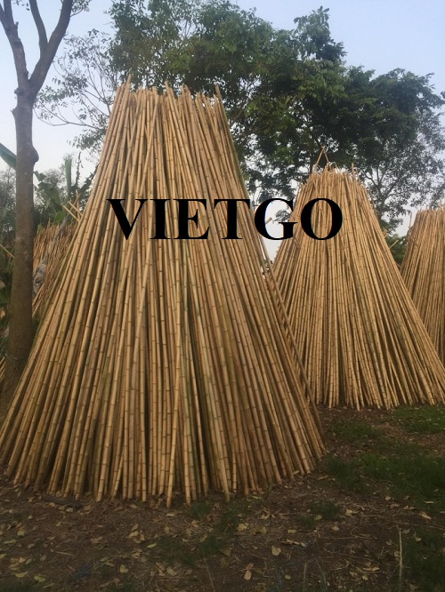 Cơ hội cung cấp 1 container 20ft gậy trúc khô sang thị trường Thổ Nhĩ Kỳ