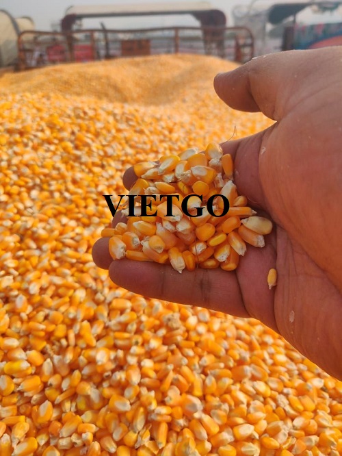 Cơ hội xuất khẩu ngô vàng sang thị trường Ý