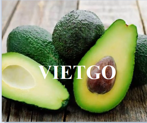 Cơ hội hợp tác xuất khẩu bơ tươi sang thị trường Ai Cập