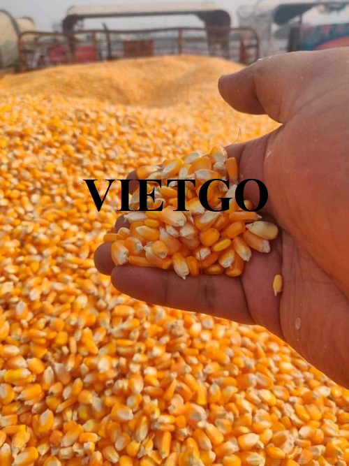 Cơ hội hợp tác xuất khẩu sản phẩm ngô vàng đến thị trường Hàn Quốc