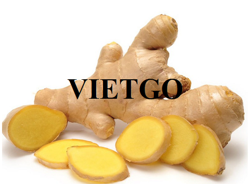 Cơ hội xuất khẩu gừng tươi với số lượng lớn sang thị trường Hoa Kỳ