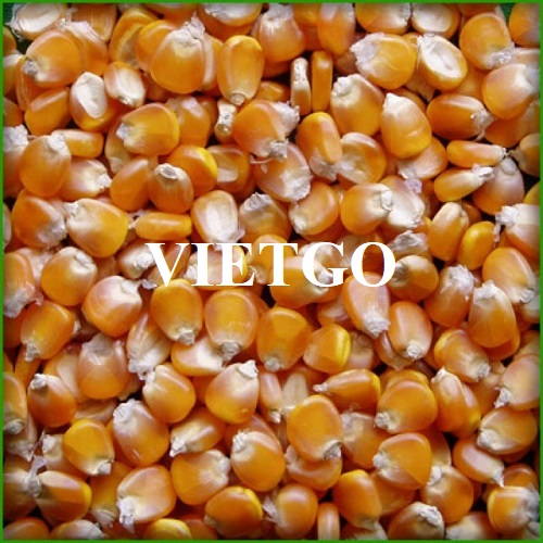 Cơ hội hợp tác xuất khẩu ngô vàng sang thị trường Tây Ban Nha