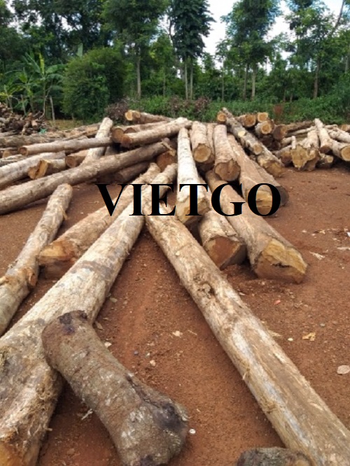 Đối tác người Saudi Arabia dự kiến nhập khẩu gỗ teak và gỗ bạch đàn cho dự án sắp tới