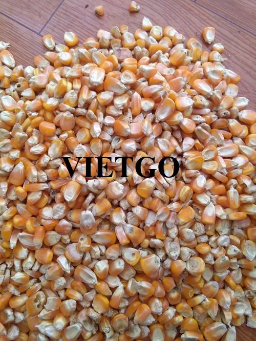 Cơ hội xuất khẩu sản phẩm ngô vàng đến thị trường Thổ Nhĩ Kỳ