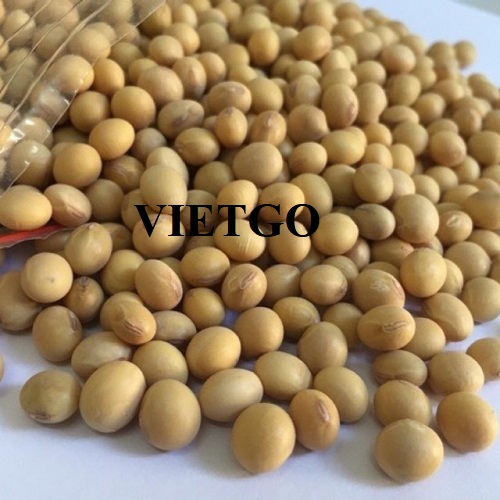 Thương vụ xuất khẩu đậu nành sang thị trường Trung Quốc