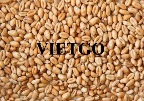Cơ hội hợp tác xuất khẩu hạt lúa mì đến thị trường Iran
