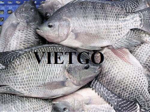 Cơ hội xuất khẩu cá rô phi sang thị trường Bỉ