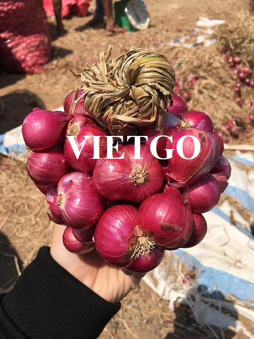 Thương vụ xuất khẩu hành tím hàng tháng sang thị trường Malaysia