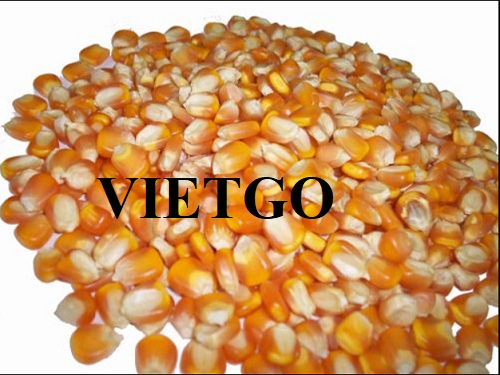 Cơ hội hợp tác với doanh nghiệp lớn tại Thổ Nhĩ Kỳ cho đơn hàng ngô hạt