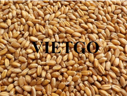Cơ hội hợp tác với doanh nghiệp lớn tại Thổ Nhĩ Kỳ cho đơn hàng lúa mì