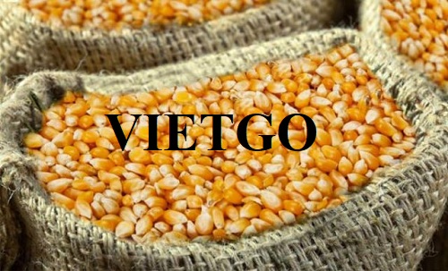 Thương vụ hợp tác với doanh nghiệp tại Hy Lạp cho đơn hàng ngô hạt